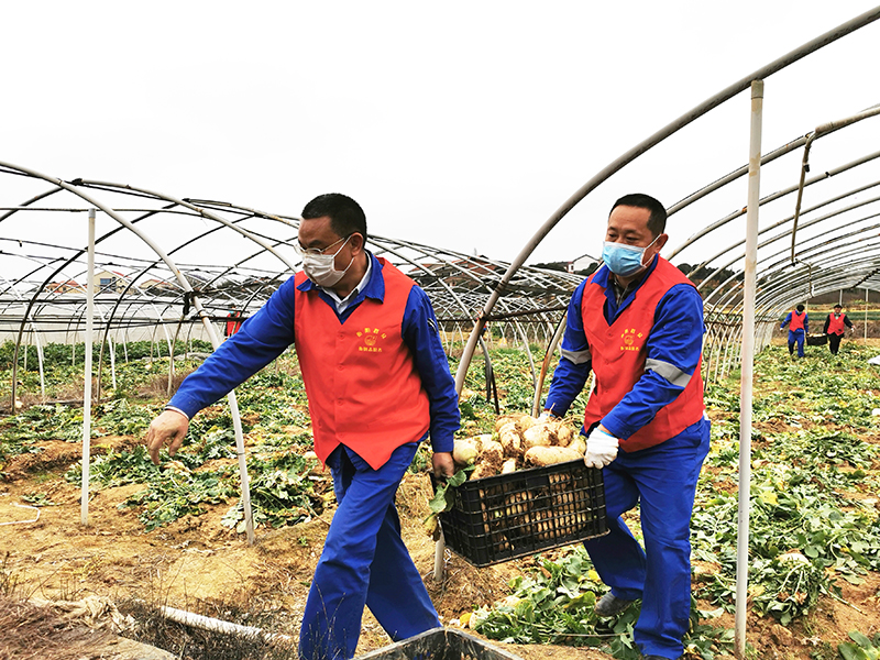 1583224866814695.jpg 蘿卜1.jpg